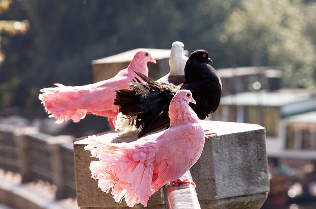 独特魅力 独特魅力
